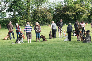 Group Classes | Lynne Davies Dog Training